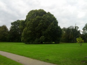 Smuht træ i Digterparken i Viborg