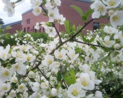 Forårsstemning ved Nørremøllevej Nord i Viborg Forårsstemning ved Nørremøllevej Nord i Viborg