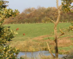 Idyl ved Sønder Mose i Viborg viborg,køer,sønder,mose