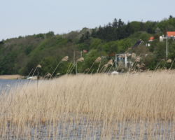 Viborg Søerne gisper efter vejret, selvom der ser idyllisk ud her på solsiden af Nørresø...