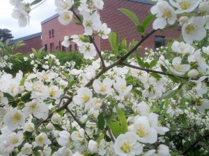 Forårsstemning ved Nørremøllevej Nord i Viborg