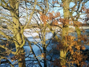 Vinterkig ved Sønder Mose i Viborg