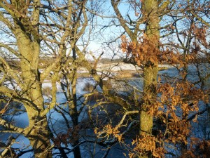 Træer i frostkig ved Mariagerbanen i Viborg