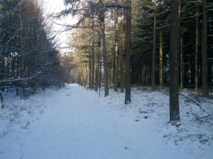 Sol, træer og sne i Danaerlyng