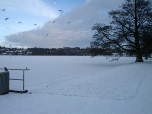 Fugleliv på Borgvold i Viborg ved Nørresø