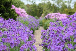 Blomsterbølger på Viborg Kirkegård med tilhørende bier