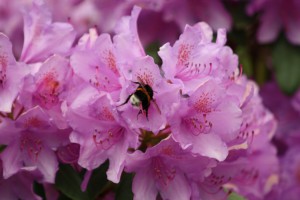 Humlehygge i rhododendron på Viborg Kirkrgård