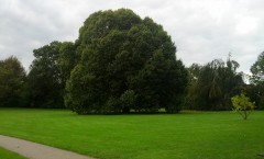 Smuht træ i Digterparken i Viborg