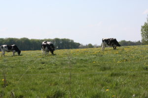 ilt,nørresø,viborg,kunstig,åndedræt